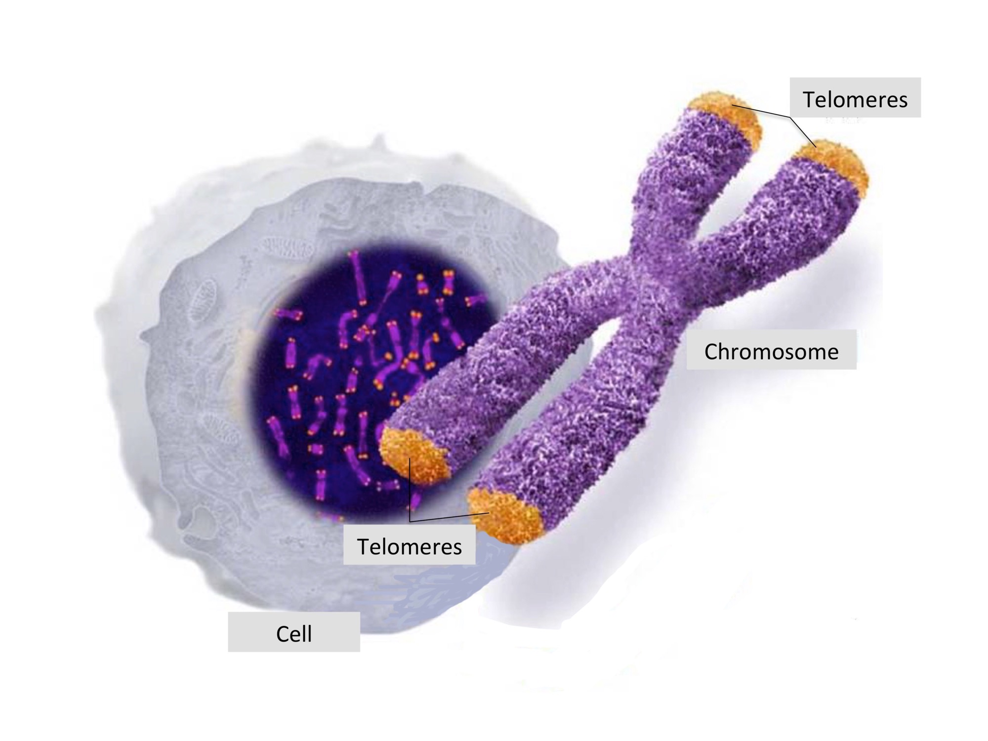 telomeres.jpg